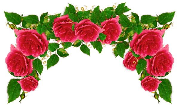 розы уголок