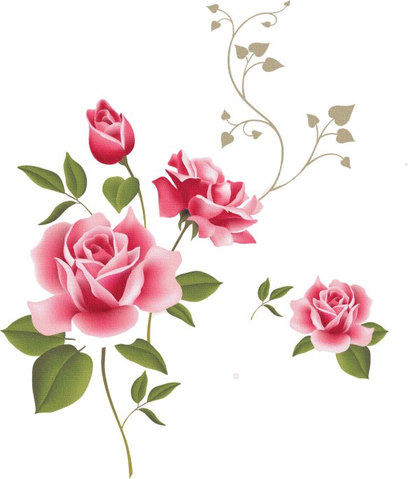 роза на прозрачном фоне