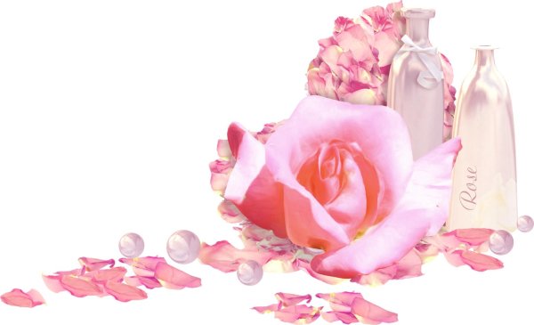 розовая роза