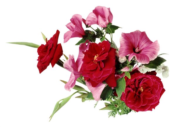 цветы без фона