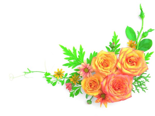 роза на прозрачном фоне для фотошопа