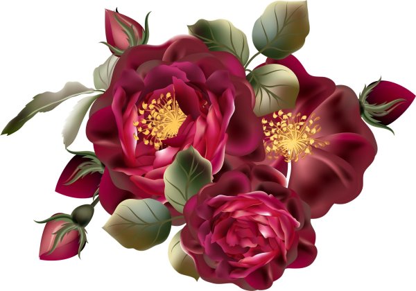 красивые цветы без фона