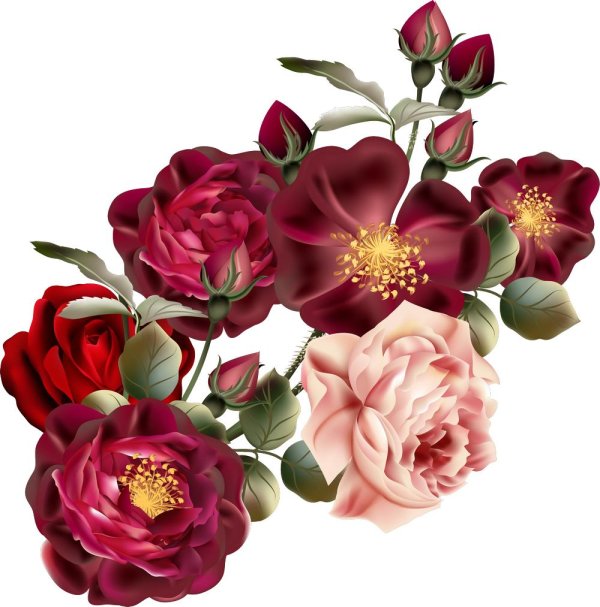 прозрачный фон цветы