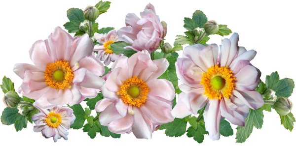 анемона ветреница японская