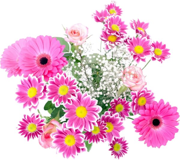 цветок гербер