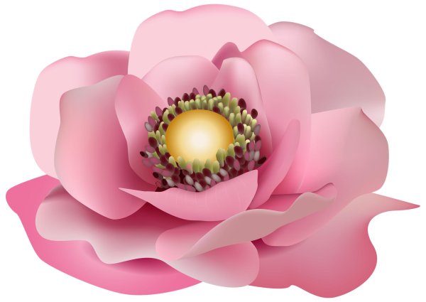 цветки лотоса