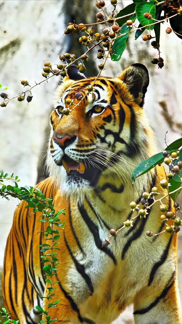 оскал уссурийского тигра