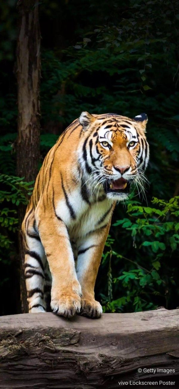 тигр большой