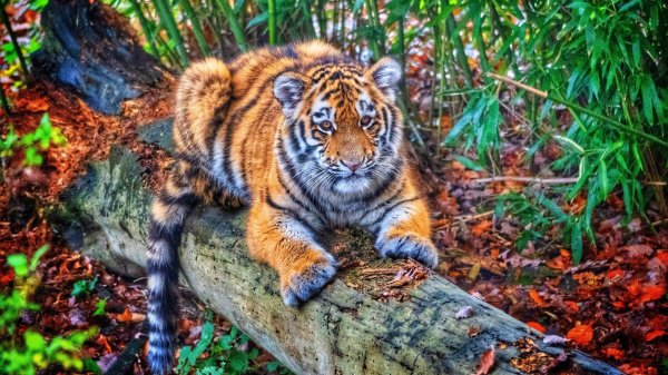 тигр большой