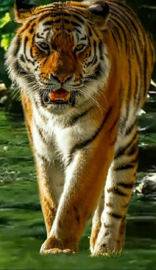 оскал тигра