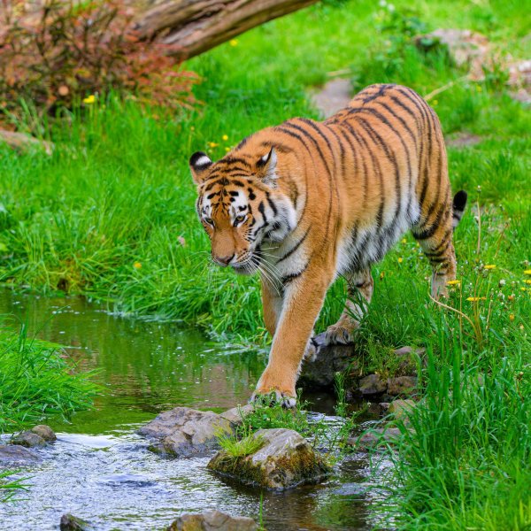 тигр сибирский