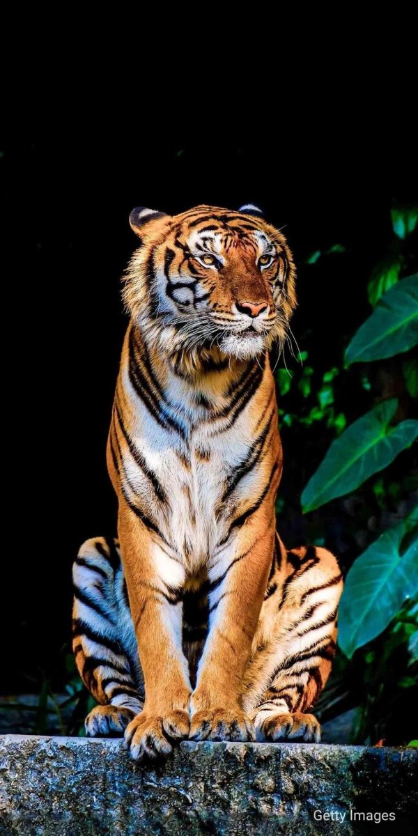 тигр фотографии