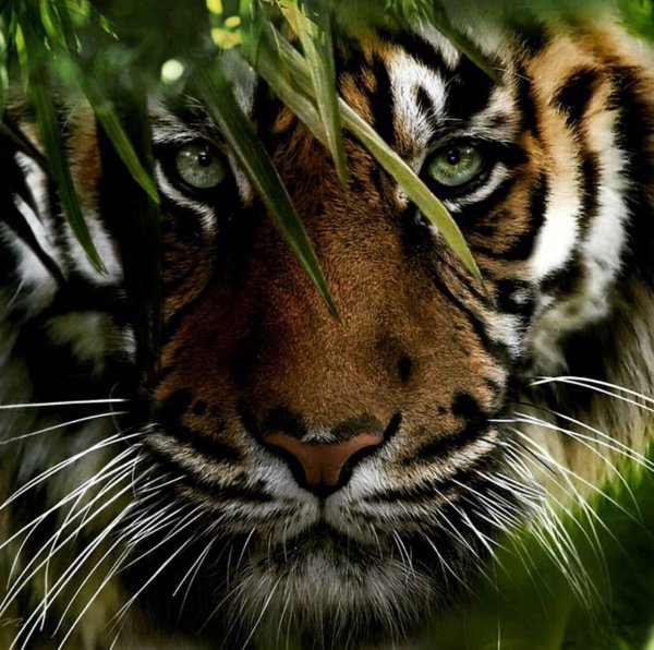 хищные животные