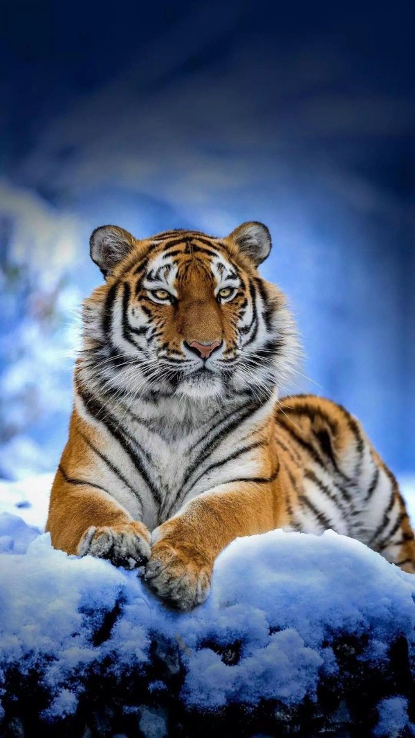 тигр уссурийский