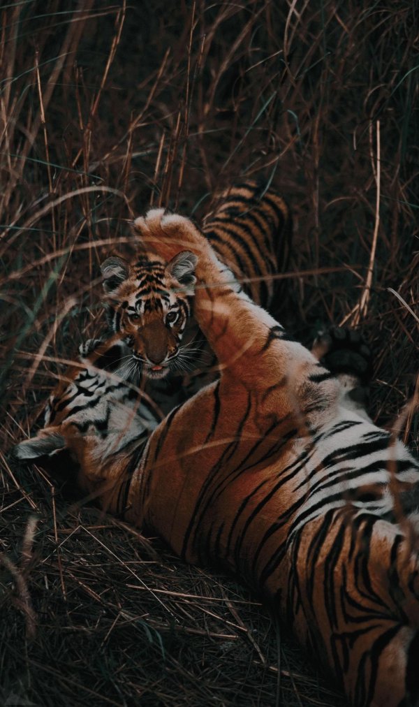 бенгальские тигры