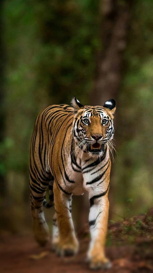 panthera tigris tigris