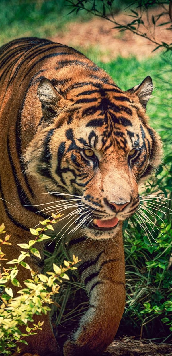 тайгер тигр