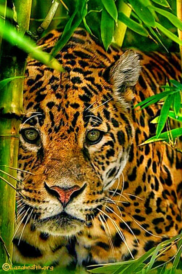 красивые животные