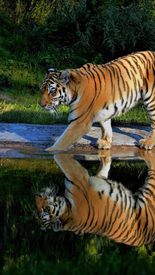 амурские тигры