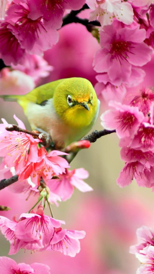 яркая птичка