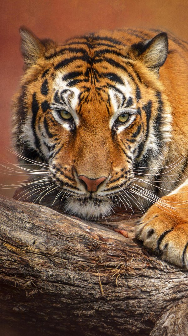 тигр хищники