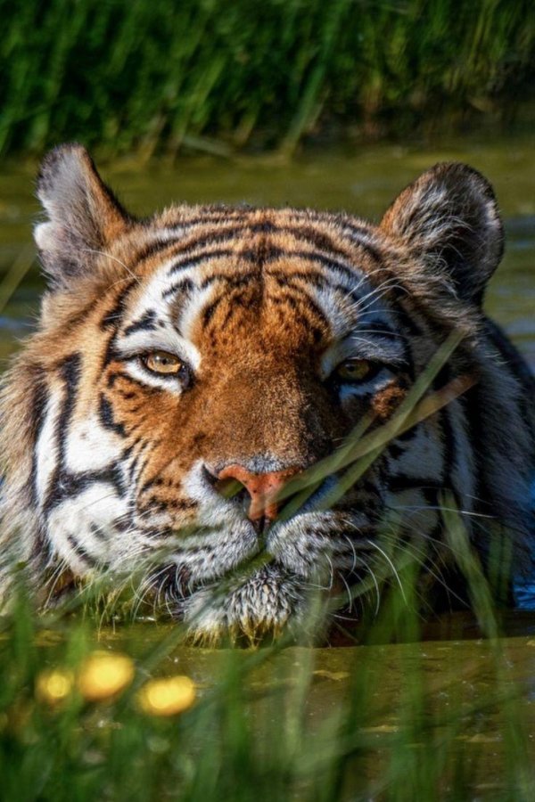 водяной тигр