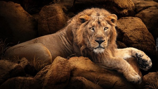 красивые львы