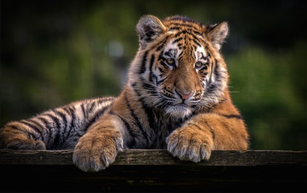 хищные животные