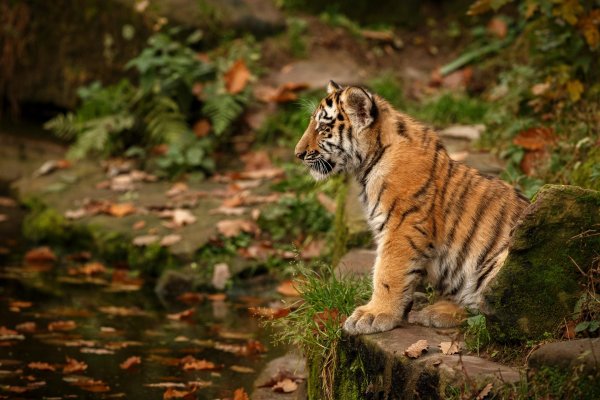 амурские тигры