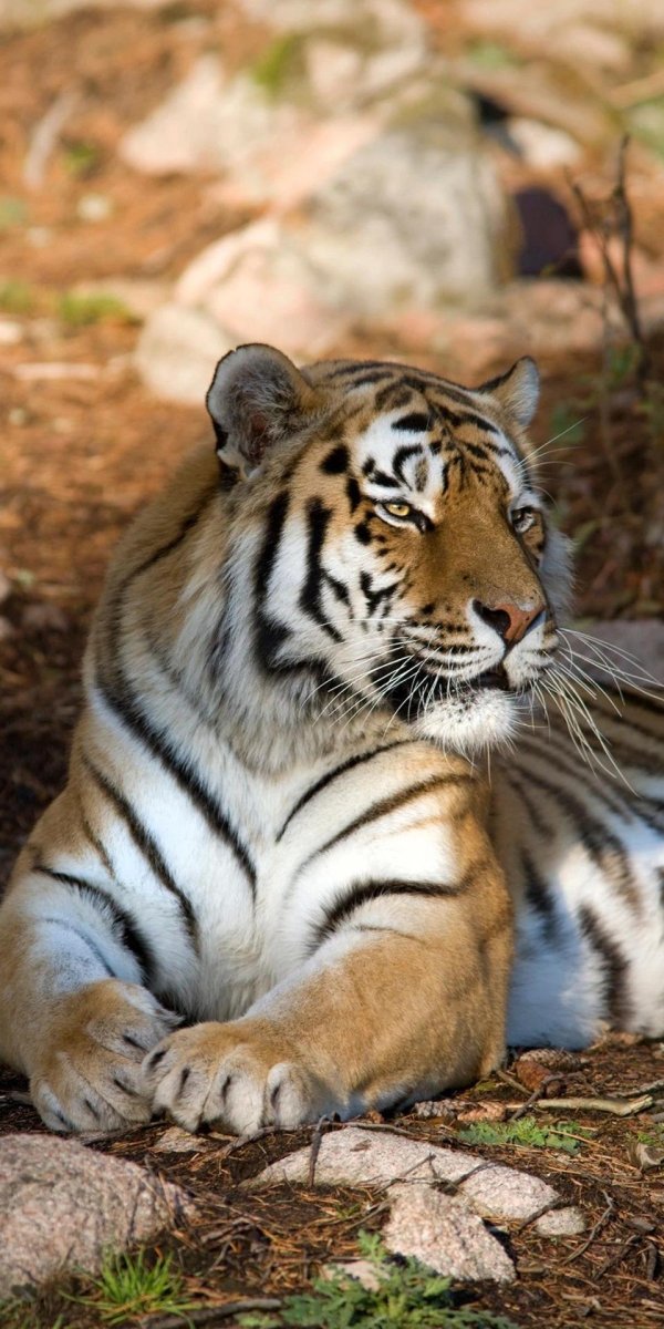 тигр уссурийский