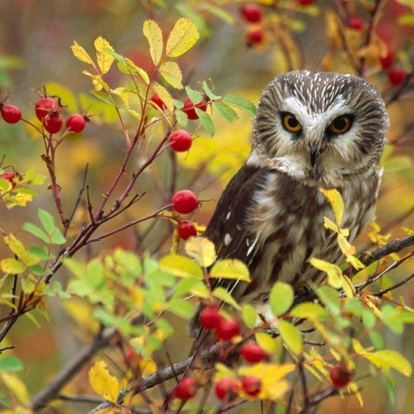 североамериканский мохноногий сыч