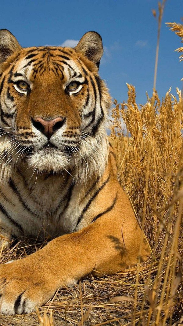 животное тигр