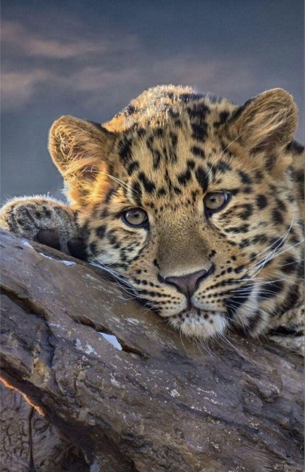 амурские леопарды