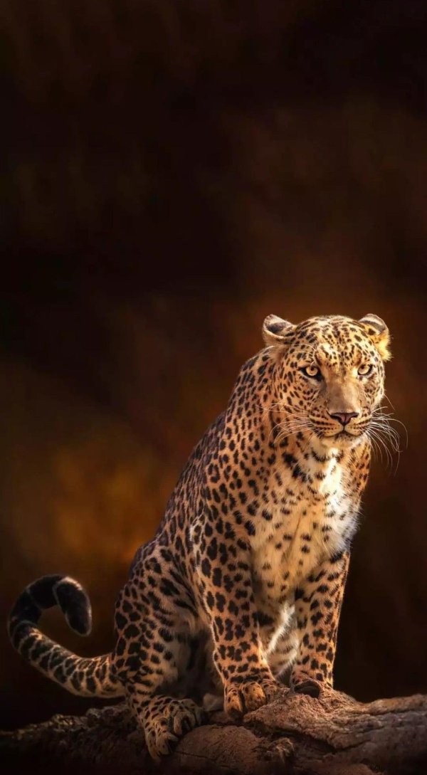 анатолийский леопард