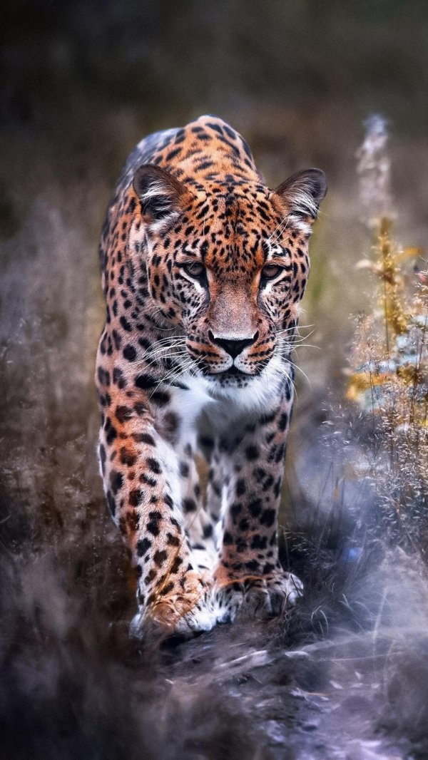 ягуар животное