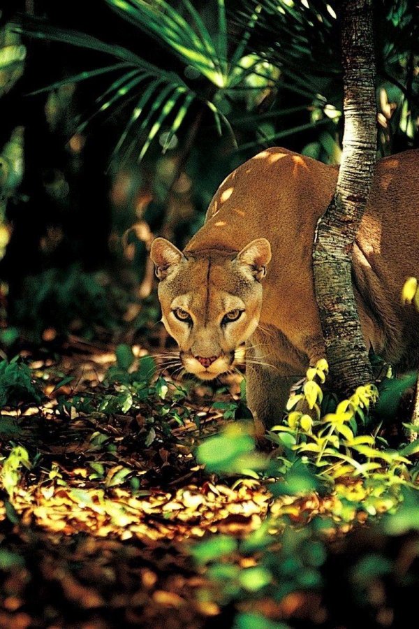 флоридская пантера