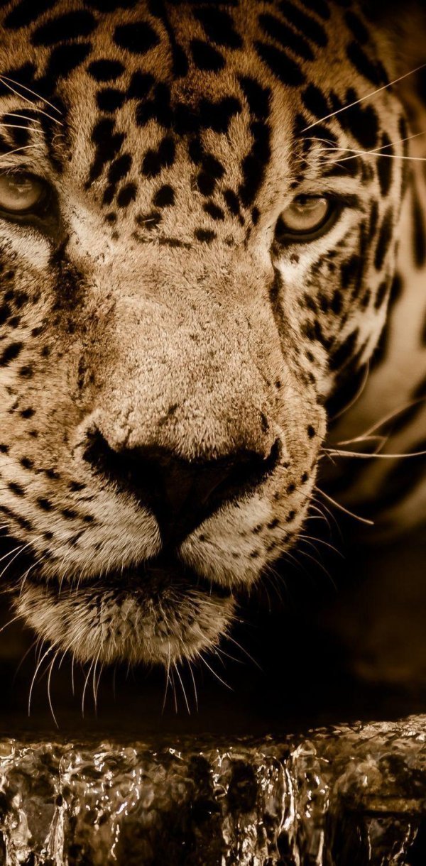 ягуар морда