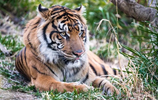 тигр портрет