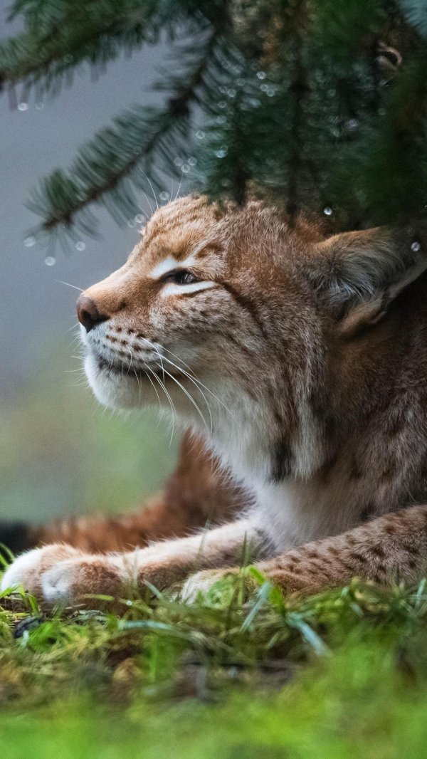 грустная рысь