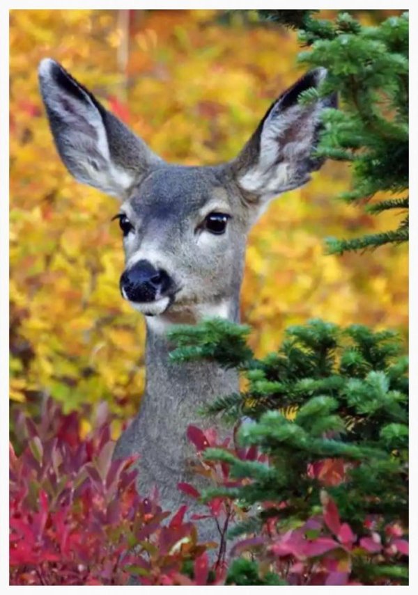 олень кабарга