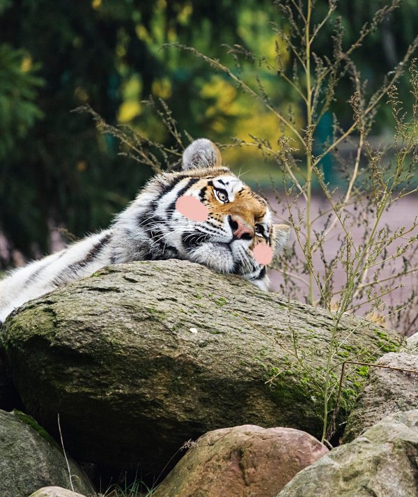 хищные животные