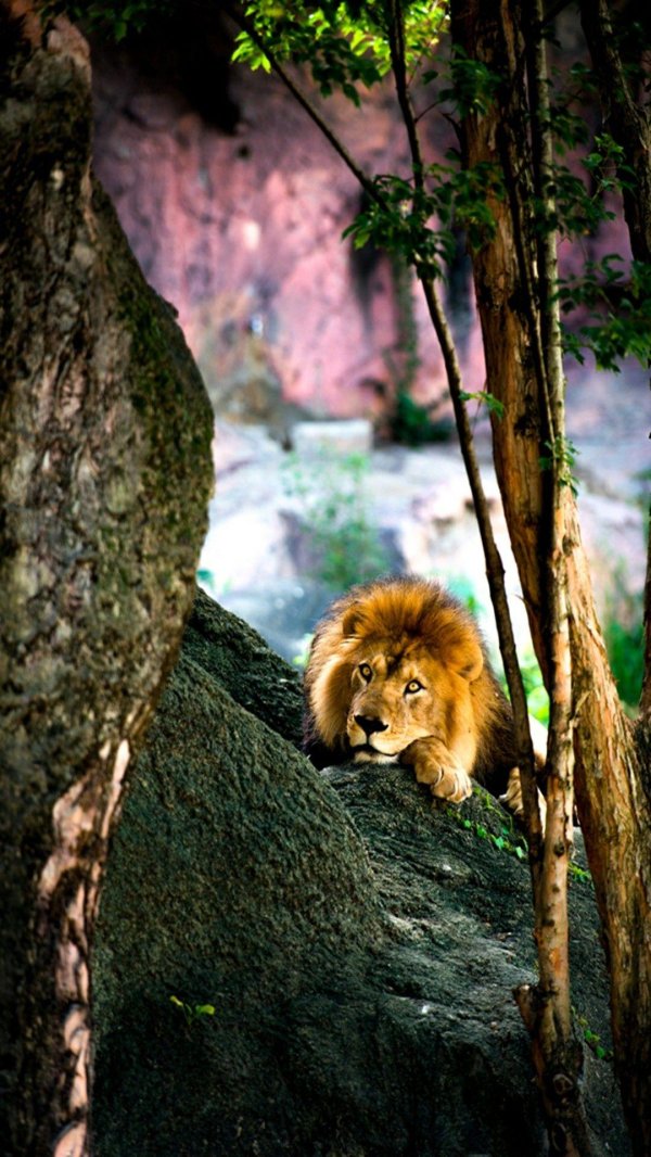 красивые львы