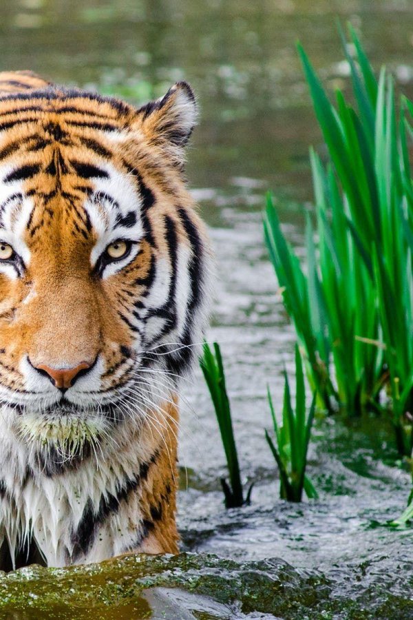 бенгальские тигры