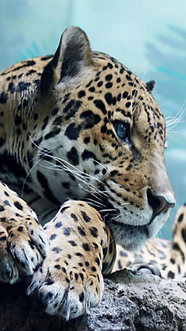 берберийский леопард