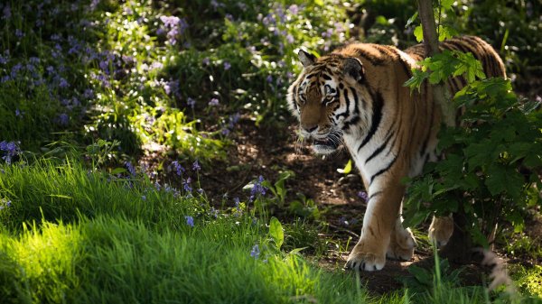 амурские тигры