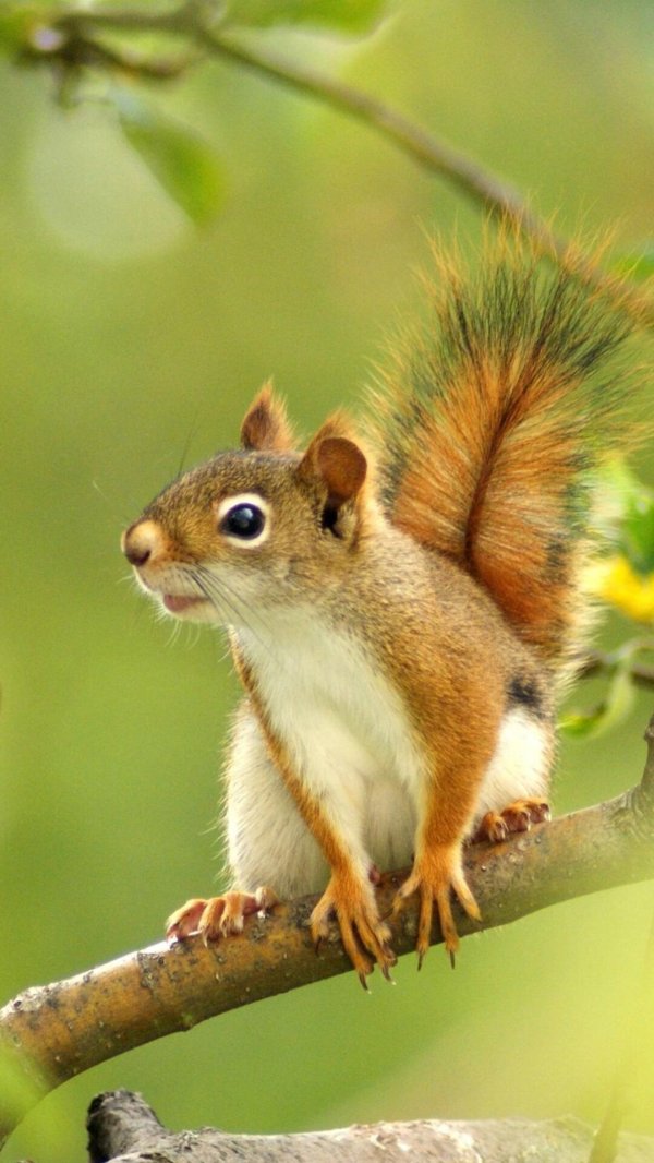 белка лесная