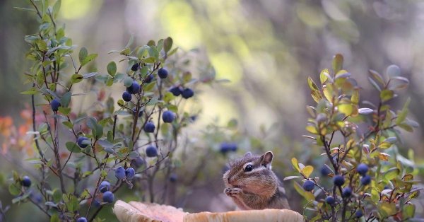 Для телефона природа и животные