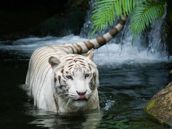 white tiger