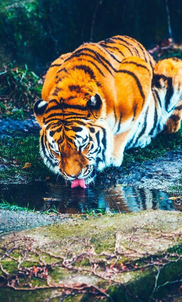 амурские тигры