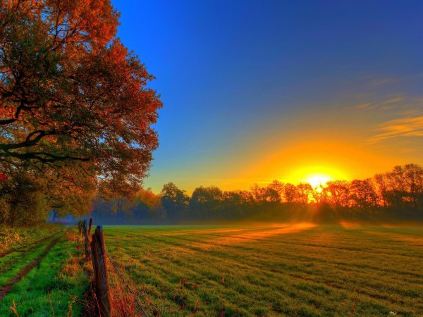 осенний лес 4к